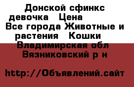 Донской сфинкс девочка › Цена ­ 15 000 - Все города Животные и растения » Кошки   . Владимирская обл.,Вязниковский р-н